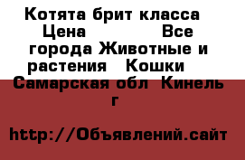 Котята брит класса › Цена ­ 20 000 - Все города Животные и растения » Кошки   . Самарская обл.,Кинель г.